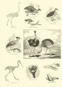 Page du Musée Pictural de la Nature Animée