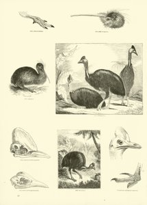 Page du Musée Pictural de la Nature Animée - English School