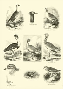 Page du Musée Pictural de la Nature Animée - English School