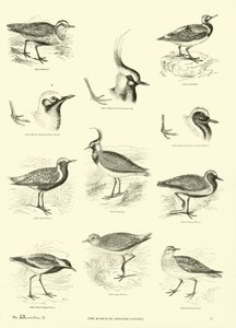 Page du Musée Pictural de la Nature Animée - English School