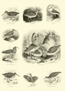 Page du Musée Pictural de la Nature Animée - English School