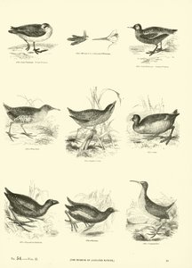 Page du Musée Pictural de la Nature Animée - English School