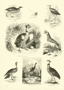 Page du Musée Pictural de la Nature Animée - English School