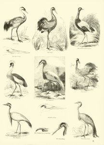 Page du Musée Pictural de la Nature Animée - English School