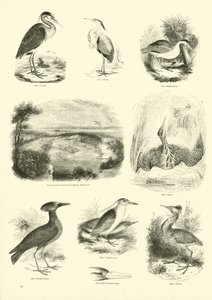 Page du Musée Pictural de la Nature Animée
