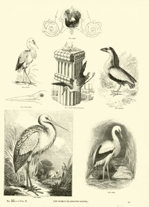 Page du Musée Pictural de la Nature Animée - English School