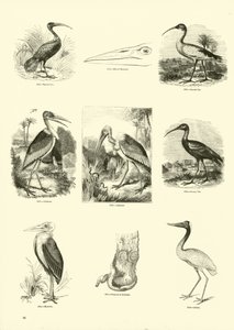 Page du Musée Pictural de la Nature Animée
