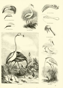Page du Musée Pictural de la Nature Animée - English School
