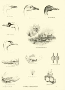Page du Musée Pictural de la Nature Animée - English School