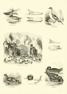 Page du Musée Pictural de la Nature Animée - English School