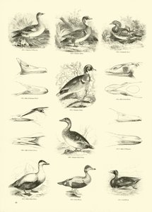 Page du Musée Pictural de la Nature Animée - English School