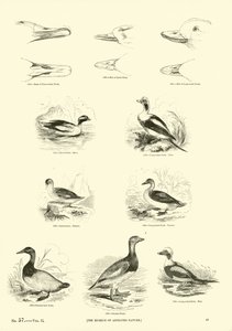 Page du Musée Pictural de la Nature Animée - English School