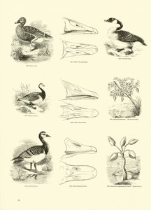 Page du Musée Pictural de la Nature Animée - English School
