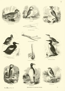 Page du Musée Pictural de la Nature Animée