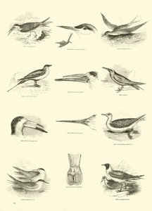 Page du Musée Pictural de la Nature Animée - English School