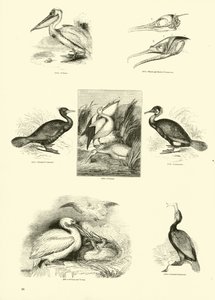 Page du Musée Pictural de la Nature Animée