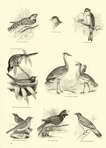 Page du Musée Pictural de la Nature Animée