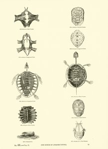 Page du Musée Pictural de la Nature Animée