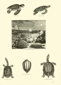 Page du Musée Pictural de la Nature Animée