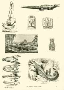 Page du Musée Pictural de la Nature Animée - English School