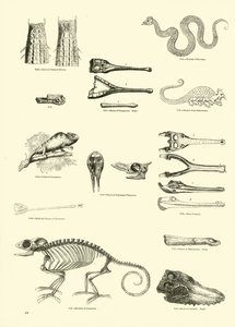 Page du Musée Pictural de la Nature Animée - English School