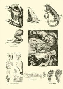 Page du Musée Pictural de la Nature Animée - English School
