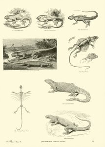 Page du Musée Pictural de la Nature Animée - English School
