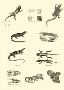 Page du Musée Pictural de la Nature Animée
