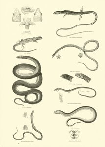 Page du Musée Pictural de la Nature Animée - English School