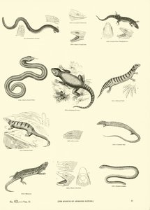 Page du Musée Pictural de la Nature Animée