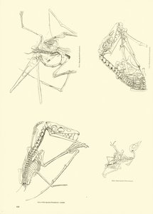 Page du Musée Pictural de la Nature Animée