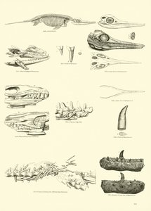 Page du Musée Pictural de la Nature Animée - English School