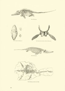 Page du Musée Pictural de la Nature Animée - English School
