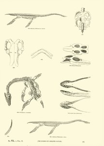 Page du Musée Pictural de la Nature Animée - English School