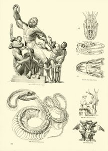 Page du Musée Pictural de la Nature Animée