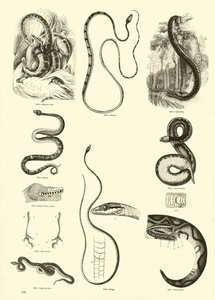 Page du Musée Pictural de la Nature Animée - English School