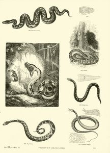 Page du Musée Pictural de la Nature Animée - English School