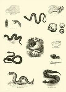 Page du Musée Pictural de la Nature Animée