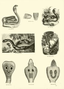 Page du Musée Pictural de la Nature Animée - English School