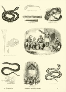 Page du Musée Pictural de la Nature Animée