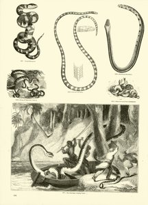 Page du Musée Pictural de la Nature Animée