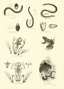 Page du Musée Pictural de la Nature Animée - English School