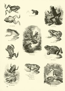 Page du Musée Pictural de la Nature Animée