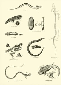 Page du Musée Pictural de la Nature Animée