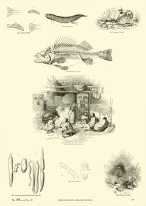 Page du Musée Pictural de la Nature Animée