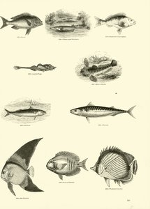 Page du Musée Pictural de la Nature Animée - English School