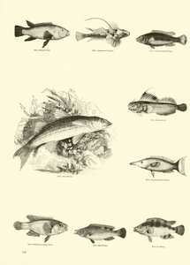 Page du Musée Pictural de la Nature Animée