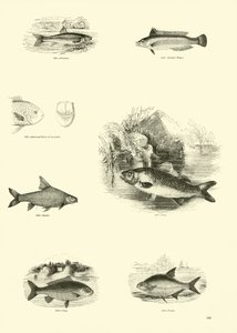 Page du Musée Pictural de la Nature Animée - English School
