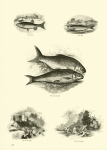 Page du Musée Pictural de la Nature Animée - English School