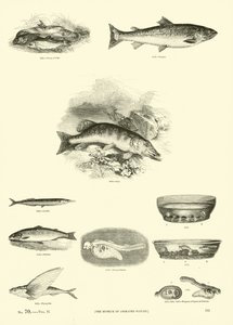 Page du Musée Pictural de la Nature Animée - English School